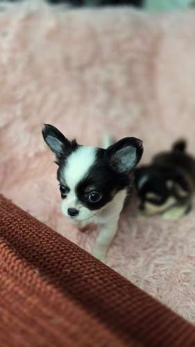 Chihuahuas pelo largo  - Imagen 4