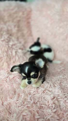 Chihuahuas pelo largo  - Imagen 6