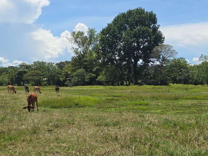 VENTA DE TERRENO DE 4.9 HAS EN EL JAGUITO, COCLE AQ - Imagen 2
