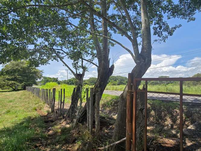VENTA DE TERRENO DE 4.9 HAS EN EL JAGUITO, COCLE AQ - Imagen 5