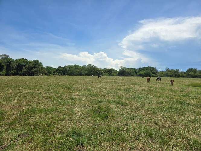 VENTA DE TERRENO DE 4.9 HAS EN EL JAGUITO, COCLE AQ - Imagen 14