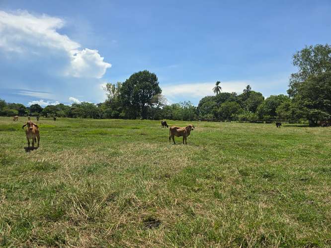 VENTA DE TERRENO DE 4.9 HAS EN EL JAGUITO, COCLE AQ - Imagen 13