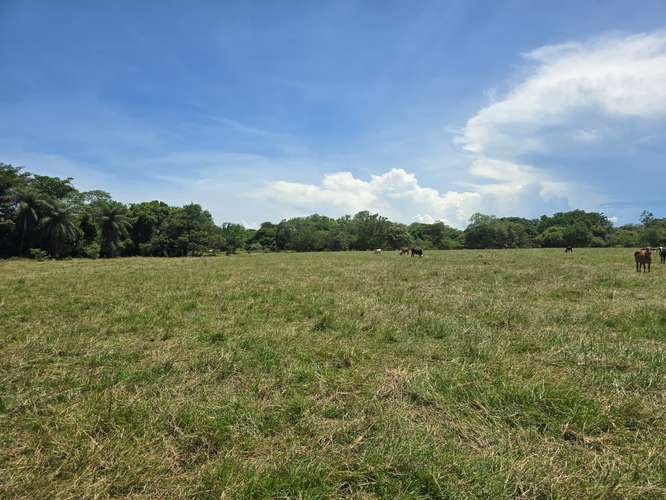 VENTA DE TERRENO DE 4.9 HAS EN EL JAGUITO, COCLE AQ - Imagen 10