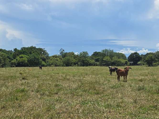 VENTA DE TERRENO DE 4.9 HAS EN EL JAGUITO, COCLE AQ - Imagen 3