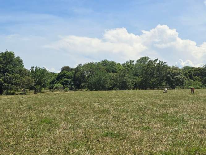 VENTA DE TERRENO DE 4.9 HAS EN EL JAGUITO, COCLE AQ - Imagen 4