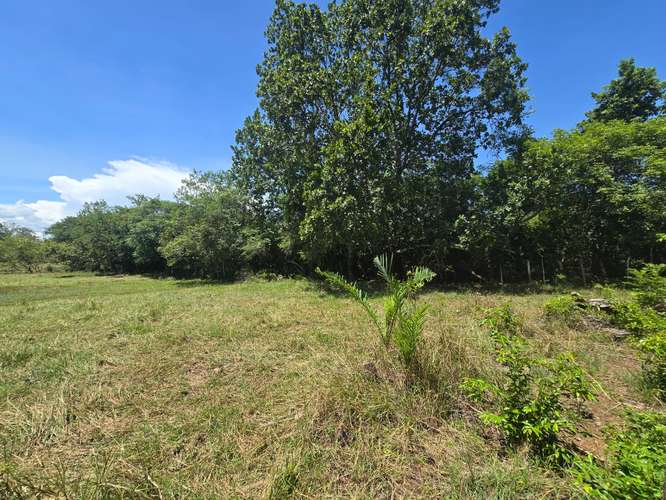 VENTA DE TERRENO DE 4.9 HAS EN EL JAGUITO, COCLE AQ - Imagen 18