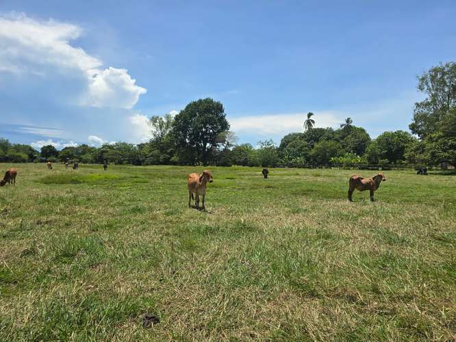 VENTA DE TERRENO DE 4.9 HAS EN EL JAGUITO, COCLE AQ - Imagen 9