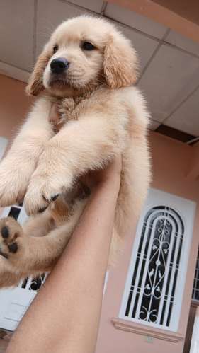 Golden retriever  - Imagen 7
