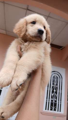 Golden retriever  - Imagen 4
