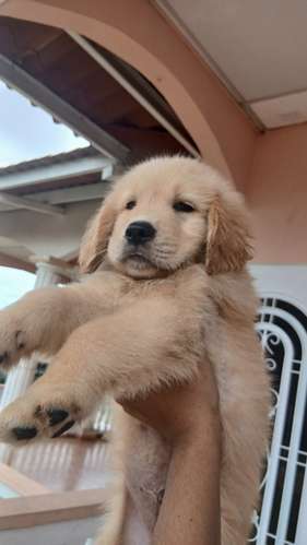 Golden retriever  - Imagen 1