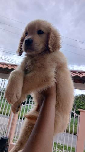 Golden retriever  - Imagen 2