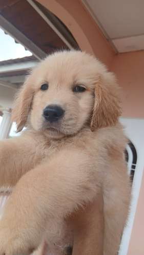 Golden retriever  - Imagen 3