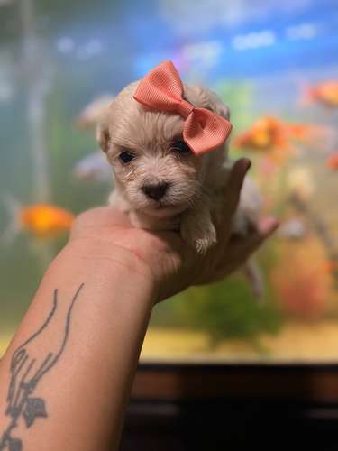 Hermosa hembra maltes poodle mini toy con su tarjeta - Imagen 5