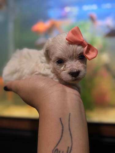 Hermosa hembra maltes poodle mini toy con su tarjeta - Imagen 4