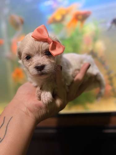 Hermosa hembra maltes poodle mini toy con su tarjeta