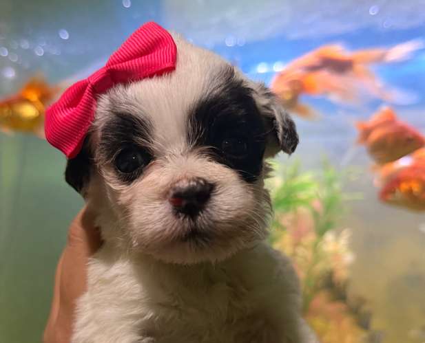Hermosa hembra maltipoo mini toy con su tarjeta - Imagen 3