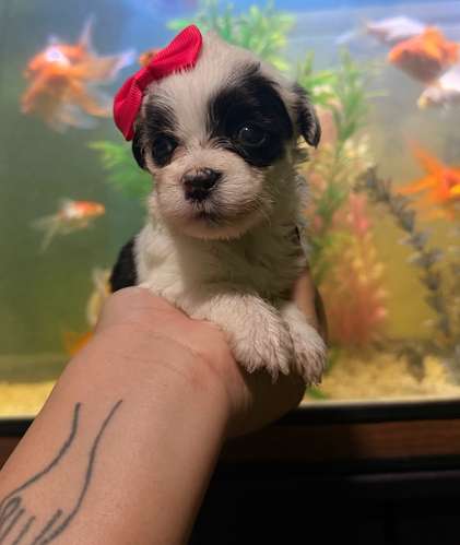 Hermosa hembra maltipoo mini toy con su tarjeta - Imagen 4