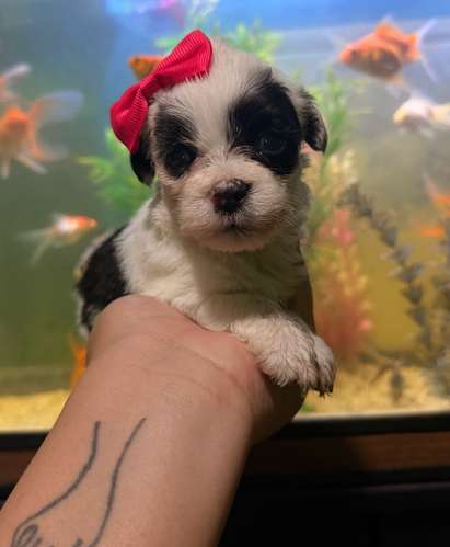 Hermosa hembra maltipoo mini toy con su tarjeta - Imagen 5