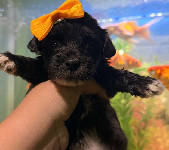 Hermosas hembras maltipoo mini toy con su tarjeta - Imagen 5