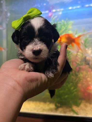 Hermosas hembras maltipoo mini toy con su tarjeta - Imagen 9