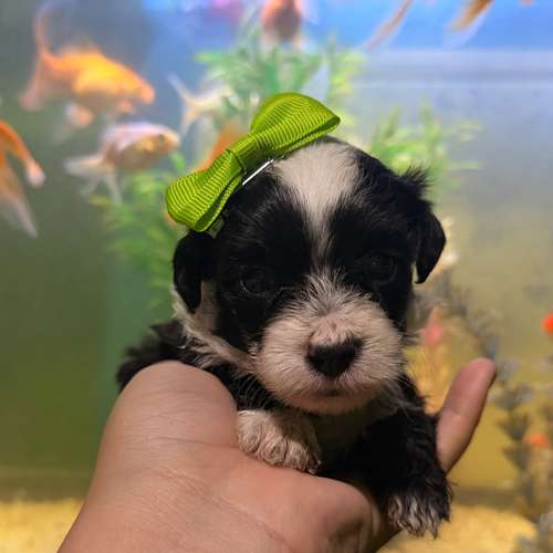 Hermosas hembras maltipoo mini toy con su tarjeta - Imagen 10