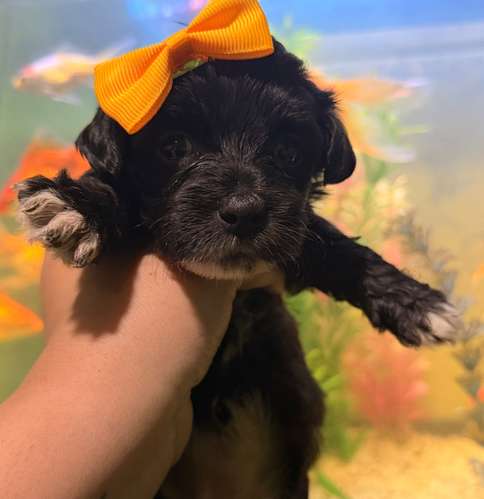 Hermosas hembras maltipoo mini toy con su tarjeta - Imagen 7