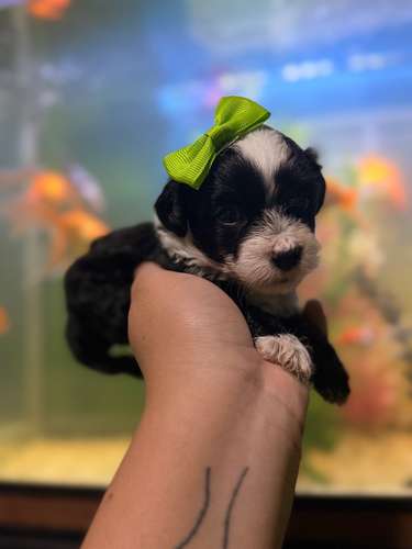 Hermosas hembras maltipoo mini toy con su tarjeta - Imagen 3