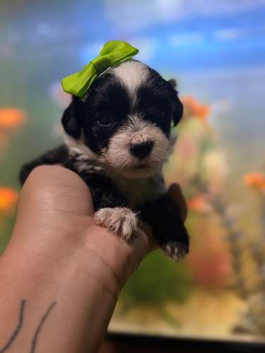 Hermosas hembras maltipoo mini toy con su tarjeta - Imagen 4