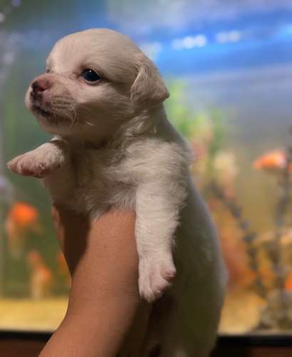 Hermoso machito maltipoo con su tarjeta de vacuna - Imagen 6