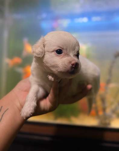Hermoso machito maltipoo con su tarjeta de vacuna - Imagen 3