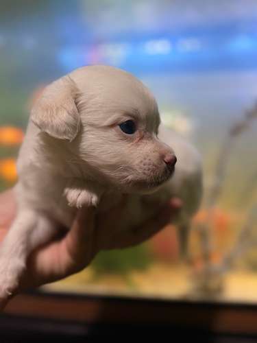 Hermoso machito maltipoo con su tarjeta de vacuna - Imagen 5
