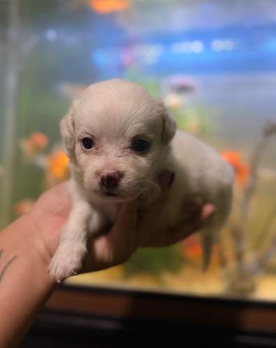 Hermoso machito maltipoo con su tarjeta de vacuna - Imagen 2