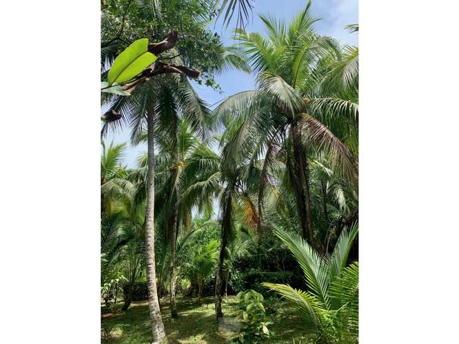 Vendo finca en Bocas del Toro Isla Bastimento L.T