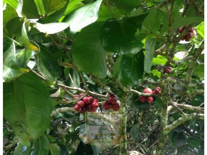Vendo finca en Bocas del Toro Isla Bastimento L.T