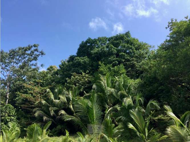Vendo finca en Bocas del Toro Isla Bastimento L.T