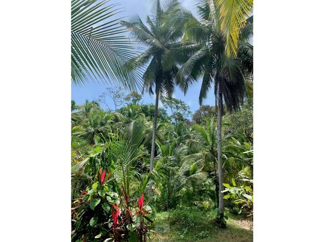 Vendo finca en Bocas del Toro Isla Bastimento L.T