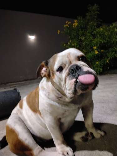 Busco novio - Imagen 3
