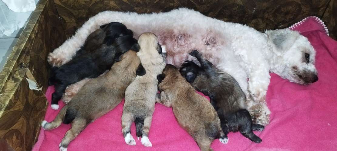 Se vende  maltipoo - Imagen 4