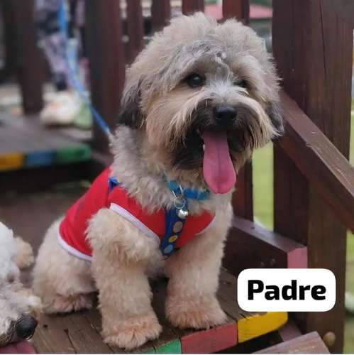 Se vende  maltipoo