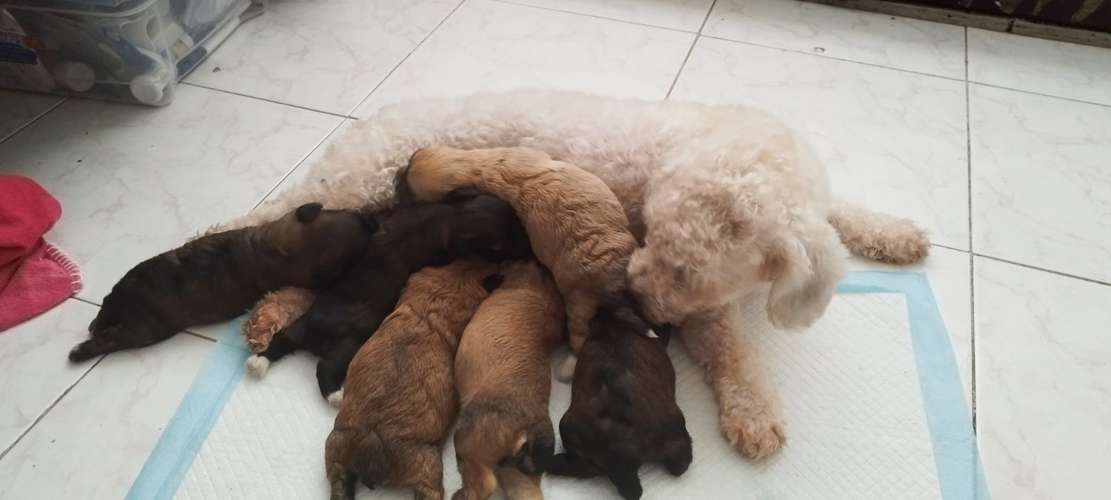 Se vende  maltipoo - Imagen 2