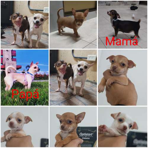 Chihuahuas puros cabeza de manzana padres a la vista contacto:
