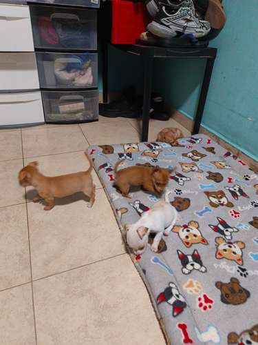 Chihuahuas puros cabeza de manzana padres a la vista contacto: - Imagen 3