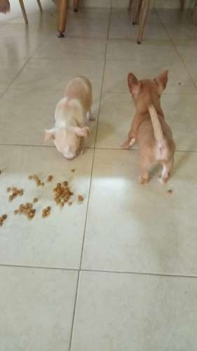 Chihuahuas puros cabeza de manzana padres a la vista contacto: - Imagen 4