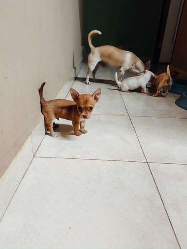 Chihuahuas puros cabeza de manzana padres a la vista contacto: - Imagen 5