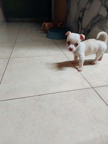 Chihuahuas puros cabeza de manzana padres a la vista contacto: - Imagen 6