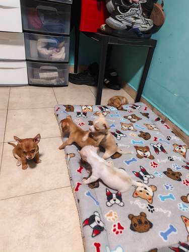 Chihuahuas puros cabeza de manzana padres a la vista contacto: - Imagen 2