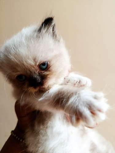  Gatos persas dollface - Imagen 2