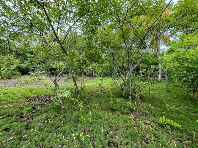 Venta de Terreno en Cocle DDB27-1339 - Imagen 9