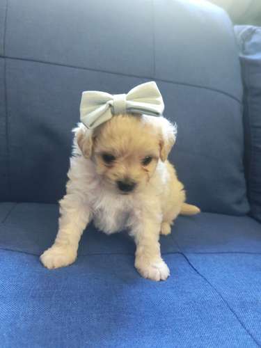 Se vende Maltipoo 