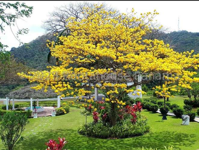 Vendo Casa de 18000m2 en San Carlos Finca Cuba Libre 26-4885SRZ - Imagen 20